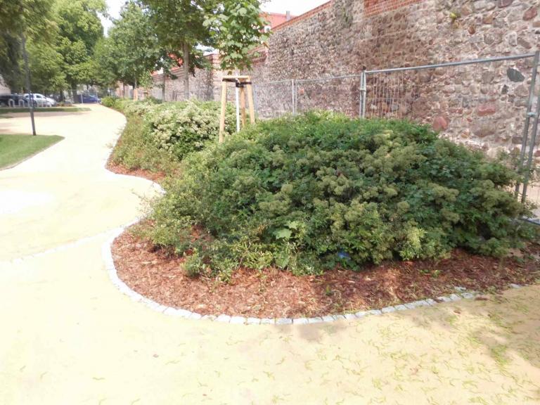 Wegegestaltung mit Stäuchern